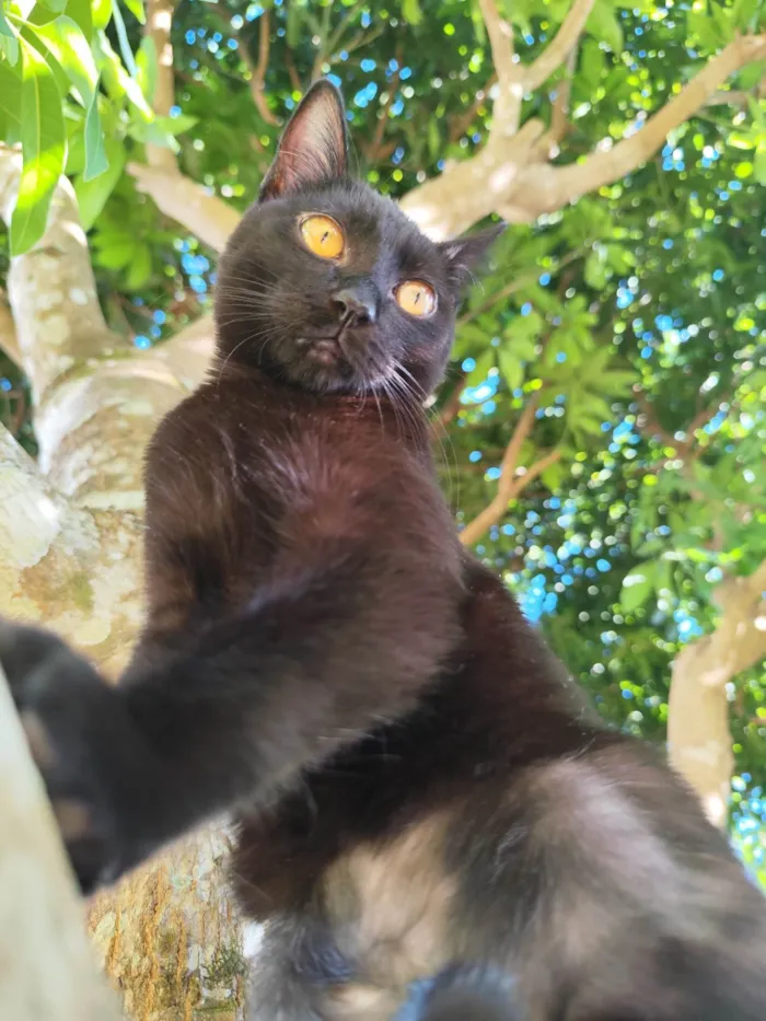 Gato ra a SRD-ViraLata idade 2 a 6 meses nome Magia