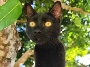 Gato raça SRD-ViraLata idade 2 a 6 meses nome Magia