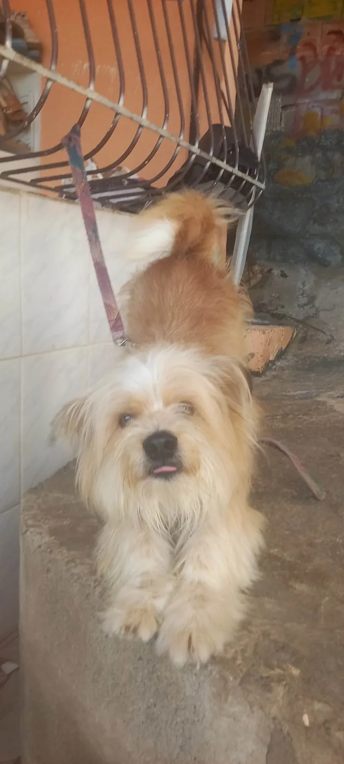 Cachorro ra a SRD-ViraLata idade 6 ou mais anos nome Milo