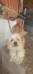 Milo