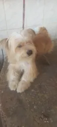 Milo