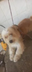 Milo