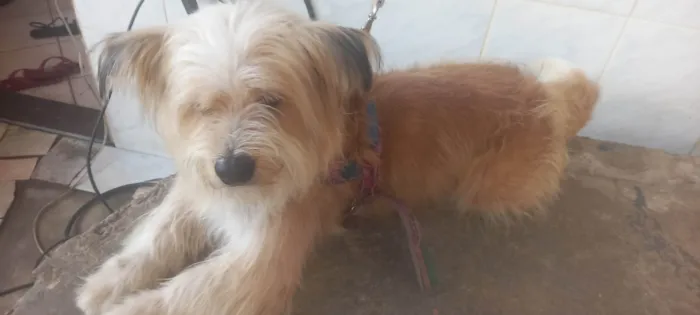 Cachorro ra a SRD-ViraLata idade 6 ou mais anos nome Milo