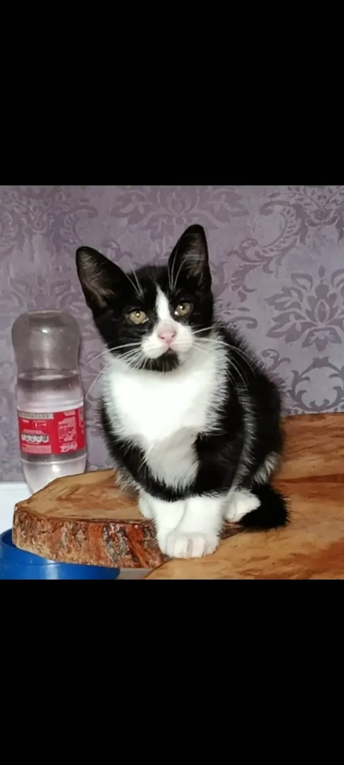 Gato ra a SRD-ViraLata idade Abaixo de 2 meses nome Miumiu