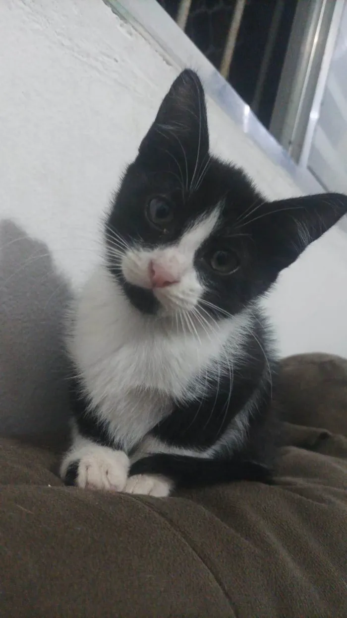 Gato ra a SRD-ViraLata idade Abaixo de 2 meses nome Miumiu