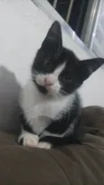 Miumiu