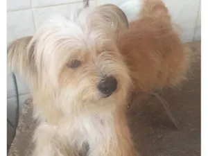 Cachorro raça SRD-ViraLata idade 6 ou mais anos nome Milo