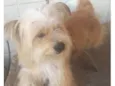 Milo