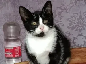 Gato raça SRD-ViraLata idade Abaixo de 2 meses nome Miumiu