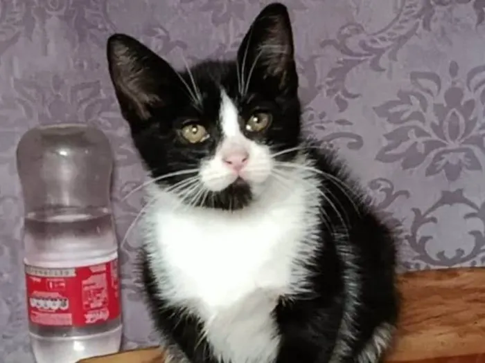 Gato ra a SRD-ViraLata idade Abaixo de 2 meses nome Miumiu