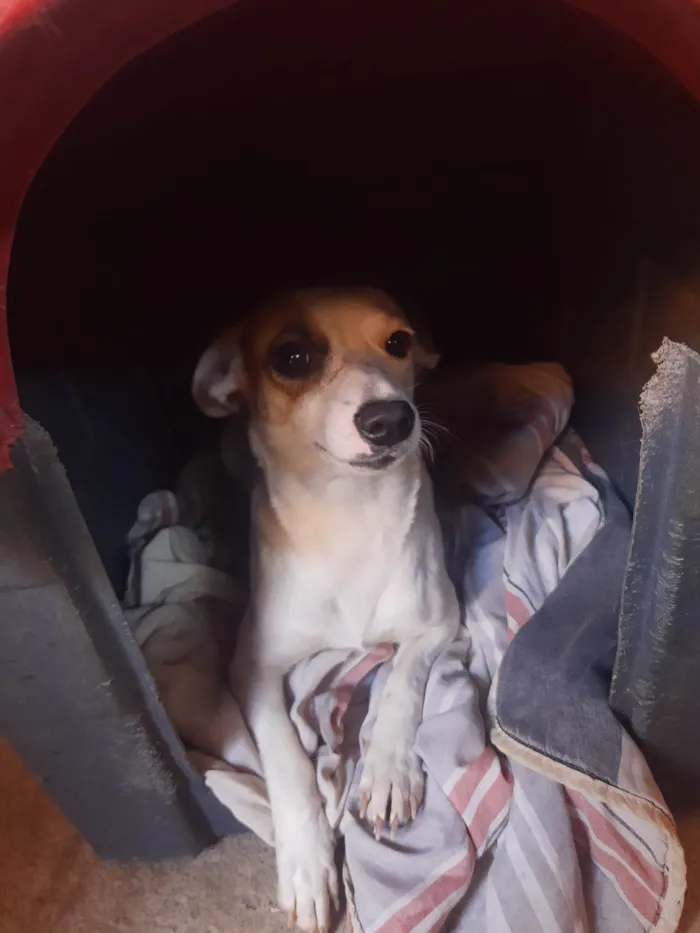 Cachorro ra a SRD-ViraLata idade 1 ano nome Filo