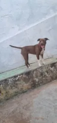 Laika