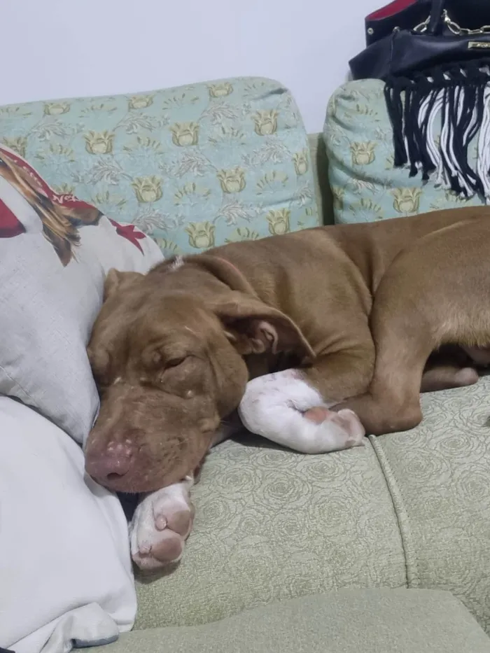 Cachorro ra a Pit-Bull idade 1 ano nome Laika