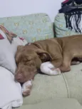 Laika