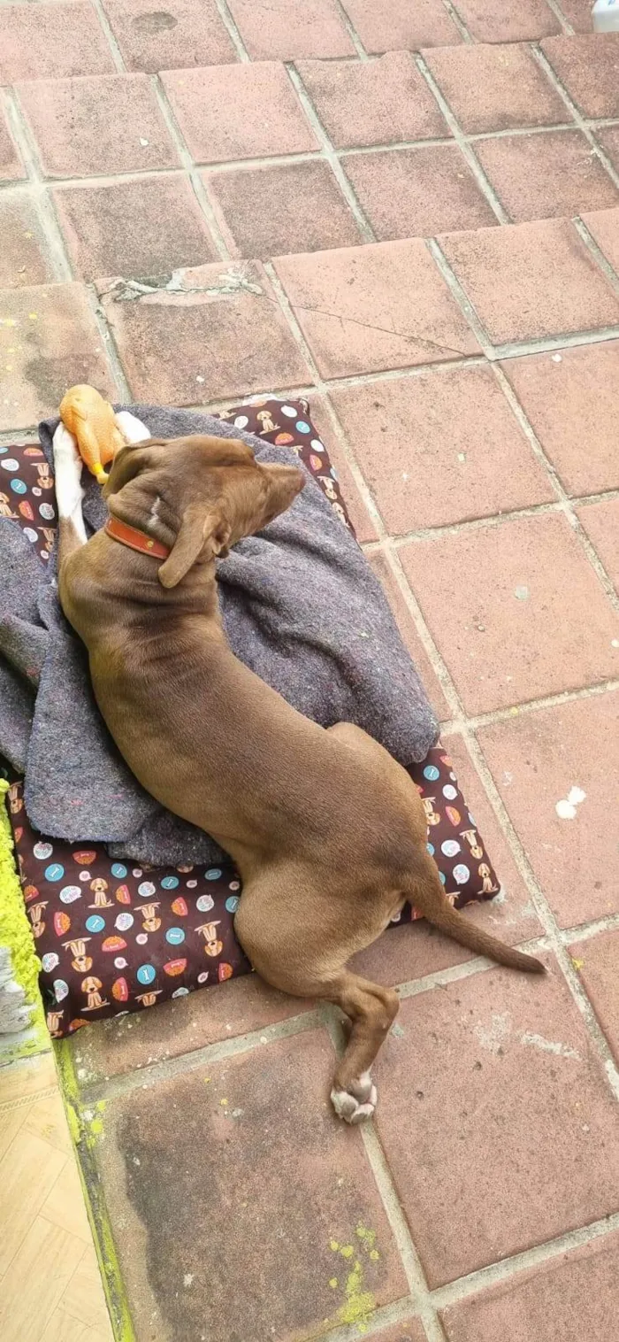 Cachorro ra a Pit-Bull idade 1 ano nome Laika