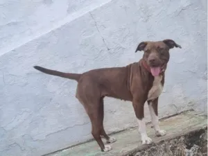 Cachorro raça Pit-Bull idade 1 ano nome Laika