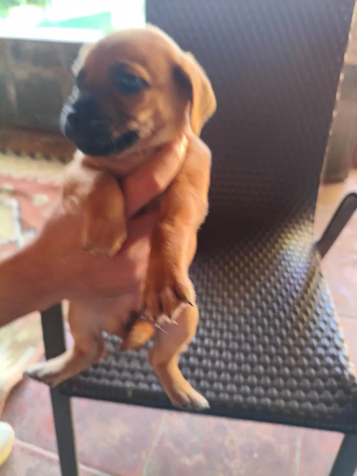 Cachorro ra a Fox Terrier idade Abaixo de 2 meses nome Nina