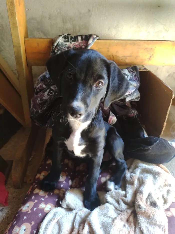 Cachorro ra a SRD-ViraLata idade Abaixo de 2 meses nome Amora