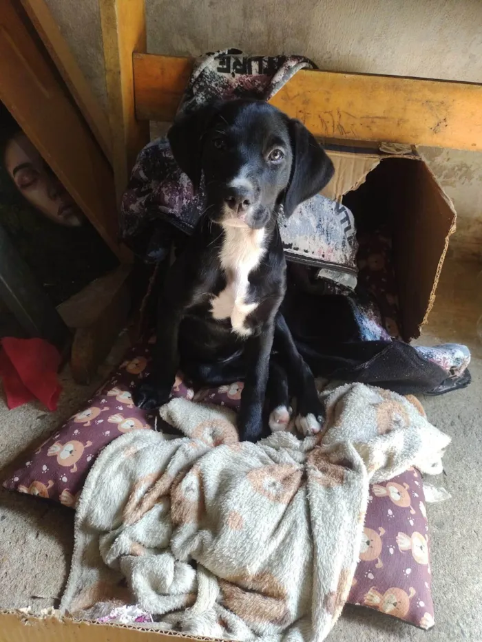 Cachorro ra a SRD-ViraLata idade Abaixo de 2 meses nome Amora