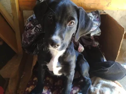 Cachorro raça SRD-ViraLata idade Abaixo de 2 meses nome Amora