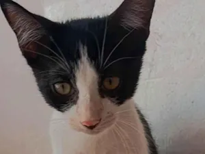 Gato raça SRD-ViraLata idade 2 a 6 meses nome Frajola