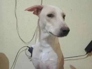 Cachorro raça SRD-ViraLata idade 7 a 11 meses nome pudim