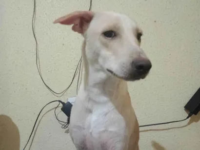 Cachorro raça SRD-ViraLata idade 7 a 11 meses nome pudim