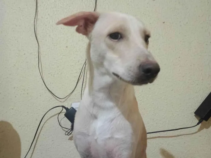 Cachorro ra a SRD-ViraLata idade 7 a 11 meses nome pudim