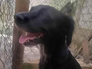 Cachorro raça SRD-ViraLata idade 3 anos nome Jade
