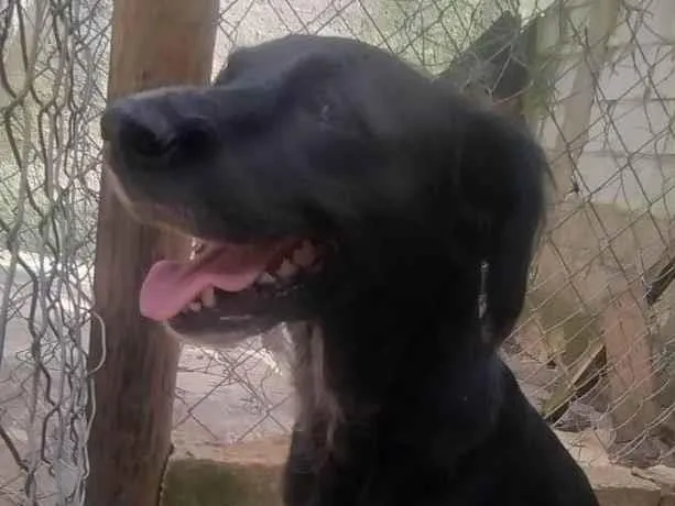 Cachorro ra a SRD-ViraLata idade 3 anos nome Jade