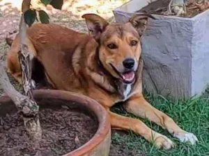Cachorro raça SRD-ViraLata idade 4 anos nome Marley 