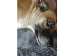 Cachorro raça SRD-ViraLata idade 4 anos nome Ravena 