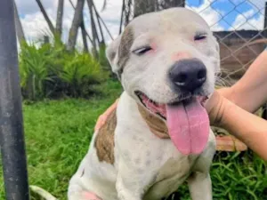 Cachorro raça Pit-Bull idade 3 anos nome Theo 
