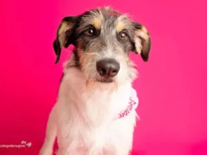 Cachorro raça SRD-ViraLata idade 2 anos nome Nina 