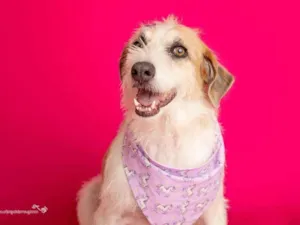 Cachorro raça SRD-ViraLata idade 3 anos nome Emy 