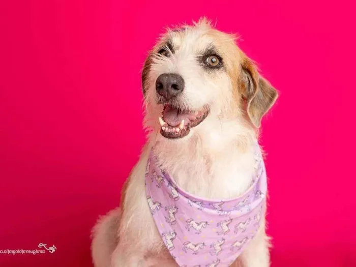 Cachorro ra a SRD-ViraLata idade 3 anos nome Emy 