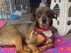 Cachorro raça SRD-ViraLata idade 2 anos nome Brigithe 