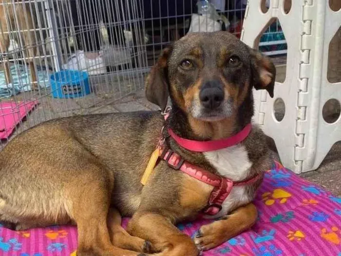 Cachorro ra a SRD-ViraLata idade 2 anos nome Brigithe 
