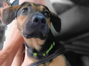 Cachorro raça SRD-ViraLata idade 7 a 11 meses nome Billy 
