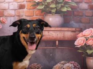 Cachorro raça SRD-ViraLata idade 2 anos nome Kyara 