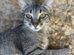 Gato raça SRD-ViraLata idade 1 ano nome Sophie 
