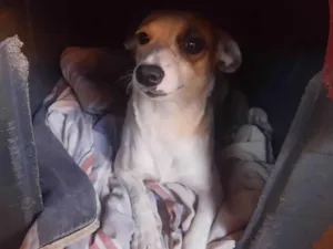 Cachorro raça SRD-ViraLata idade 1 ano nome Filo