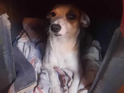 Cachorro raça SRD-ViraLata idade 1 ano nome Filo