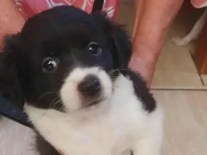 Cachorro raça SRD-ViraLata idade Abaixo de 2 meses nome Não tem