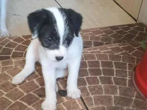 Cachorro raça SRD-ViraLata idade Abaixo de 2 meses nome Não tem.