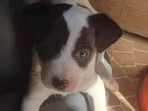 Cachorro raça SRD-ViraLata idade Abaixo de 2 meses nome Não tem 