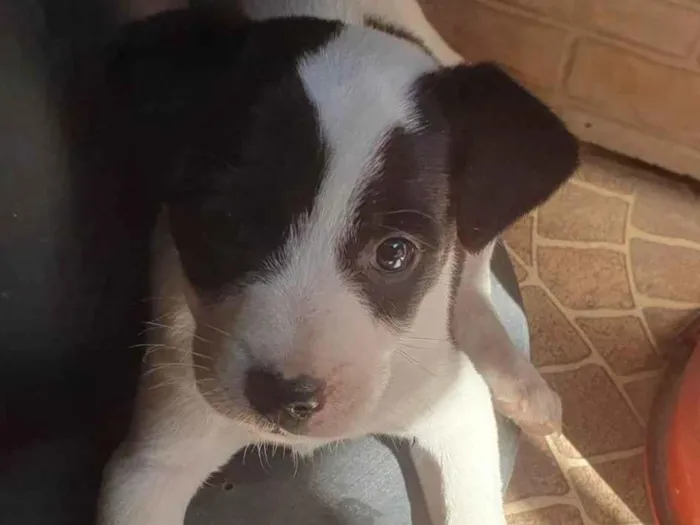 Cachorro ra a SRD-ViraLata idade Abaixo de 2 meses nome Não tem 