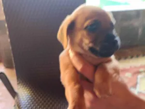 Cachorro raça Fox Terrier idade Abaixo de 2 meses nome Nina