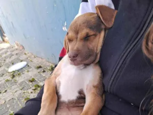 Cachorro raça Pit-Bull idade 2 a 6 meses nome Zeus