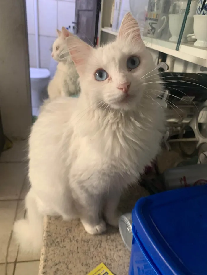 Gato ra a SRD-ViraLata idade 3 anos nome Ravena 